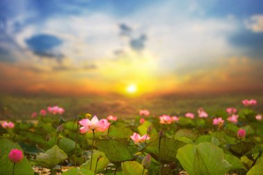 Lotus (Lotus Hindistan, Lotus kutsal, Hindistan Fındık) bataklıklarda t