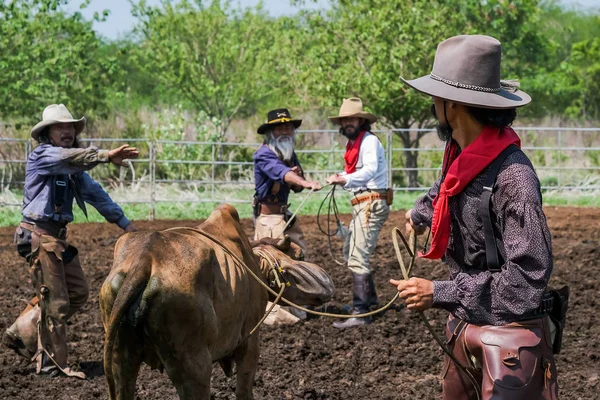 Asian Man Cowboy está pegando um bezerro para ser marcado em um rancho — Fotografia de Stock