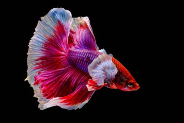 Beta balığı, Siyam dövüşen balığı siyah arka planda