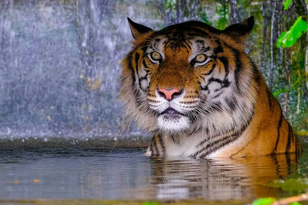 La tigre è dietro i rami verdi . — Foto Stock