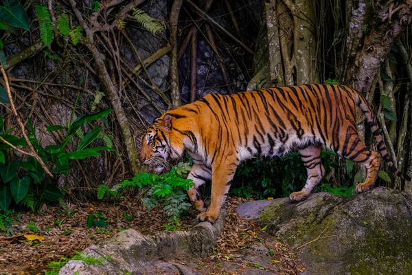 Le tigre est derrière les branches vertes . — Photo