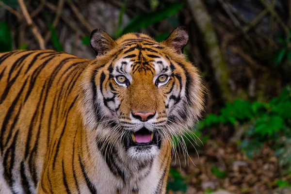 Tijger portret van een Bengaalse tijger in Thailand — Stockfoto