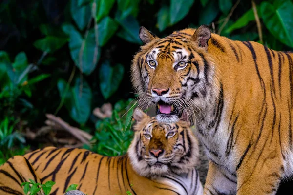 Tigerporträt eines bengalischen Tigers in Thailand — Stockfoto