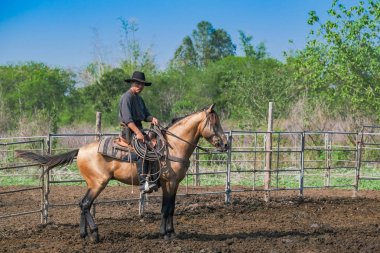 Asyalı Adam Cowboy bir çiftlikte markalı olmak için bir buzağı yakalıyor