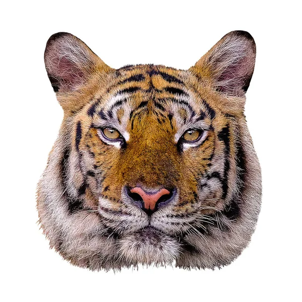 Cabeça de tigre no fundo branco — Fotografia de Stock