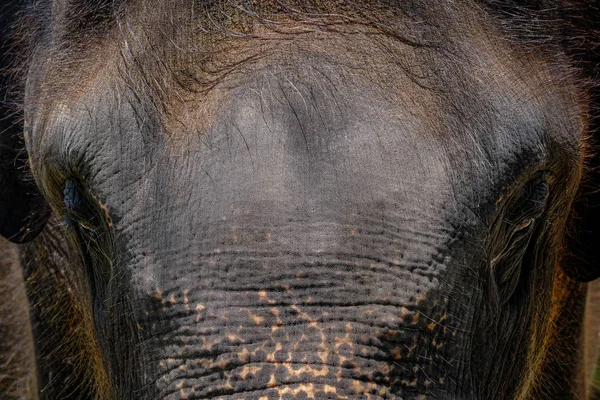 Thaïlande Éléphant visage Portrait drame en arrière-plan — Photo