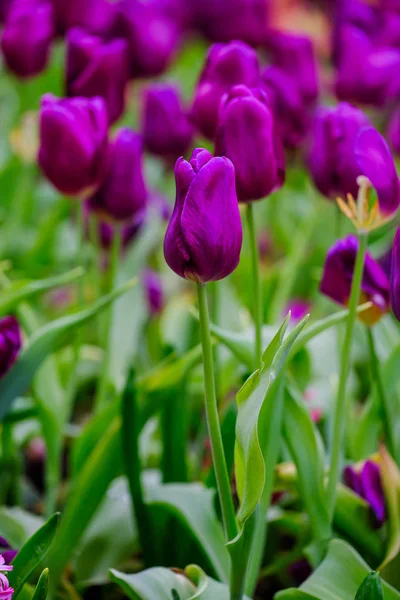 Tulpan blomma med grön löv bakgrund — Stockfoto