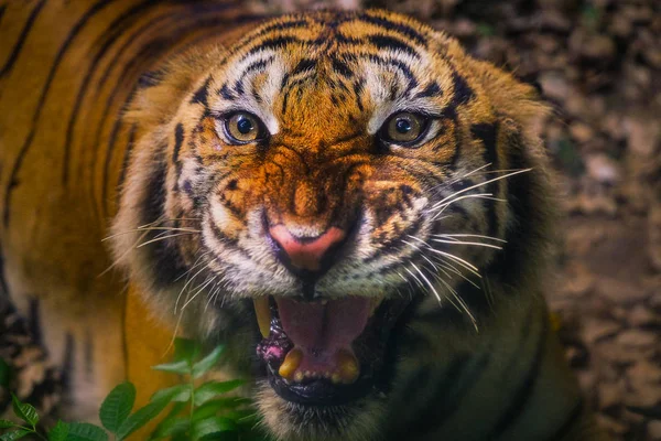 Kızgın Sumatra Tiger Sumatra kaplan yüz kamera bakıyor — Stok fotoğraf