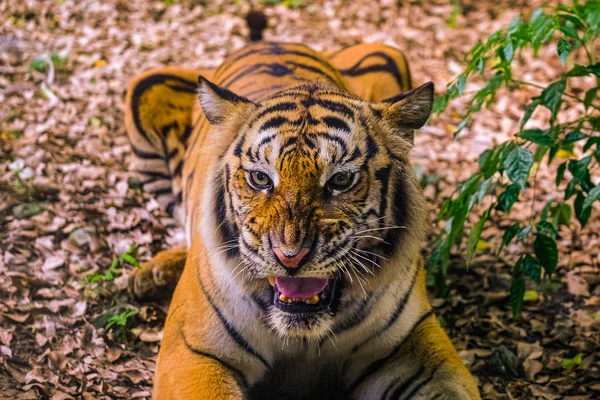 Θυμωμένη Sumatran Tiger Sumatran φάτσα τίγρη κοιτάζοντας την κάμερα — Φωτογραφία Αρχείου