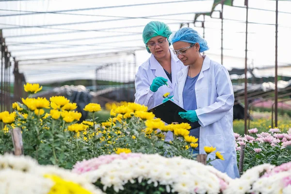 Asiatische Forscherinnen und Chrysanthemen-Datenerfassung in der — Stockfoto