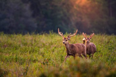 Mulk Kramang Chaiyaphum Eyaleti, Thailan aile günbatımı geyik