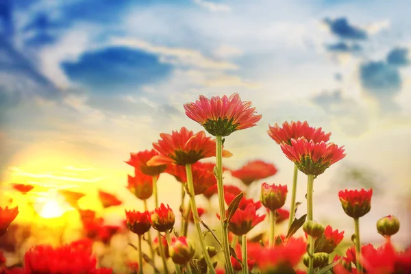 สวยงาม chrysanthemum กับพระอาทิตย์ตกในสวน — ภาพถ่ายสต็อก