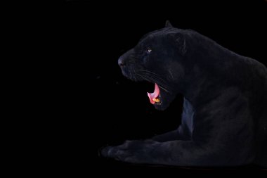 Siyah arkaplanlı siyah panter görüntüsü