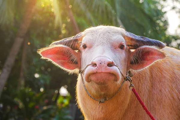 Albino buffalo and sunshine in the evening in the Thai countrysi — Stock Photo, Image