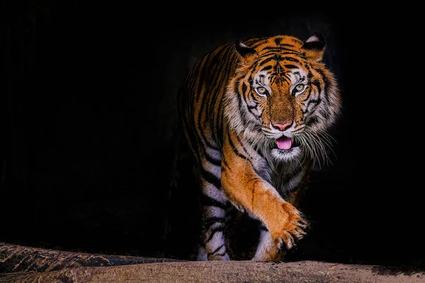 黒いバックグルーのタイのベンガルトラの虎の肖像画 — ストック写真