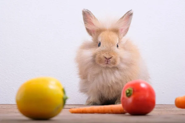 Lapins sur parquet, carottes, concombres, tomates et barres — Photo