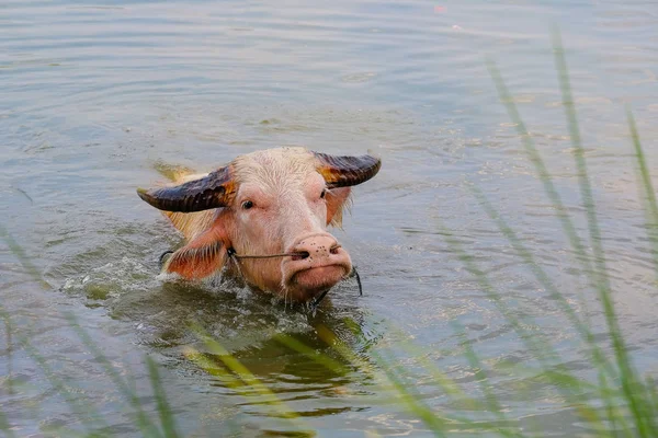 Albino buffalo and sunshine in the evening in the Thai countrysi — Stock Photo, Image