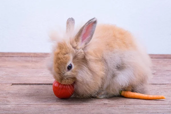 Lapins sur parquet, carottes, concombres, tomates et barres — Photo