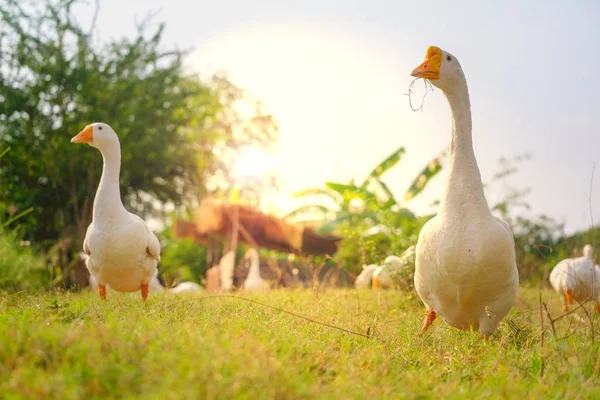 Patos brancos caminham no jardim . — Fotografia de Stock