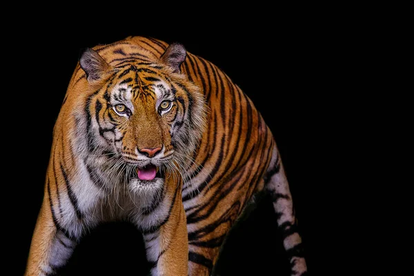 Tigerporträt eines bengalischen Tigers in Thailand auf schwarzem Hintergrund — Stockfoto