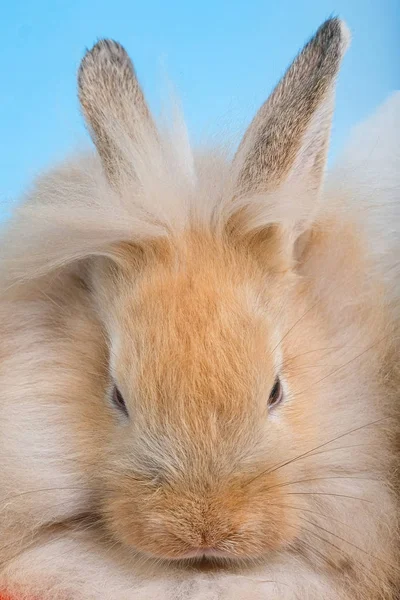 Крупный план коричневого кролика — стоковое фото