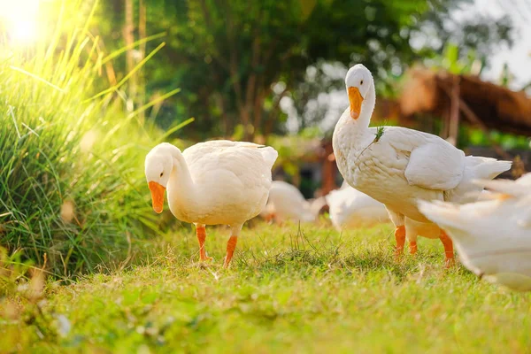 Patos brancos caminham no jardim . — Fotografia de Stock