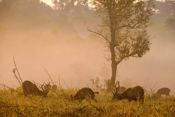 Family Sunset Deer at Thung Kramang Chaiyaphum Province, Thailan — Stock Photo, Image