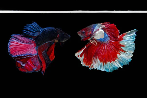 2 Siamese fighting fish fighting on a black background