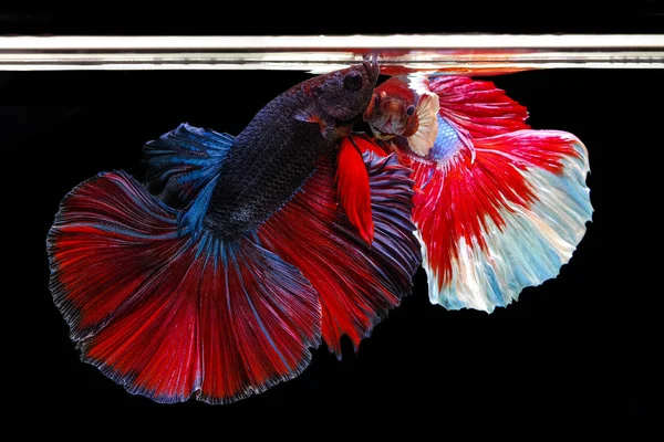 2 Siamese fighting fish fighting on a black background