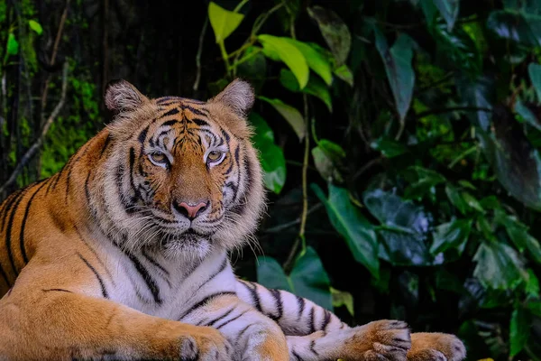 Tigre du Bengale dans la forêt montrer la tête et la jambe — Photo