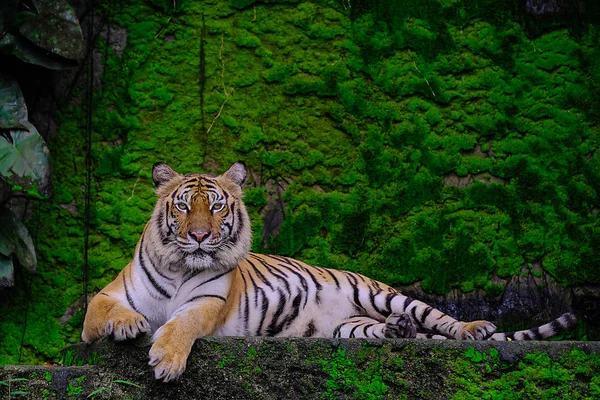Bengaalse tijger in bos show hoofd en been — Stockfoto