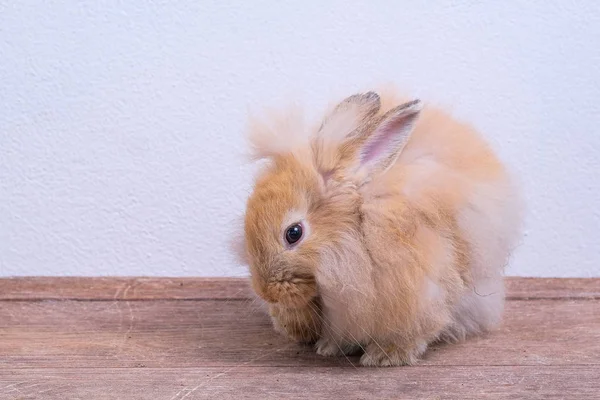 Коричневый кролик сидит на деревянном полу и белом фоне — стоковое фото