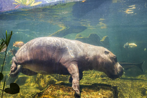 Карликовые бегемоты под водой в зоопарке — стоковое фото