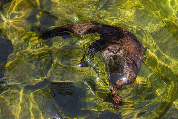 亚洲小小爪的水獭 (amblonyx 灰) 游泳在新鲜 w — 图库照片