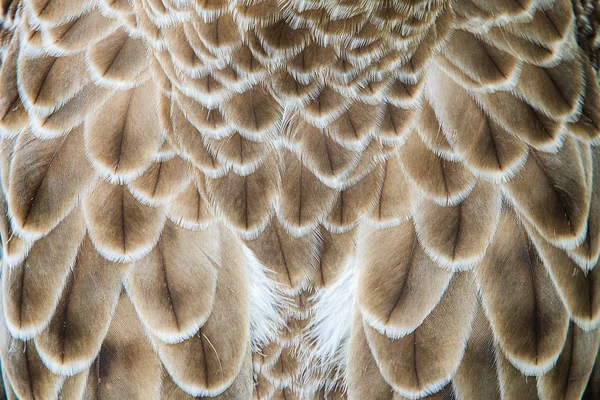 Adler Feder Detail-Muster und Nahaufnahme Feder auf Hintergründen — Stockfoto
