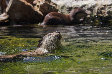 Taze w Yüzme Asya küçük pençeli otter (amblonyx cinereus)