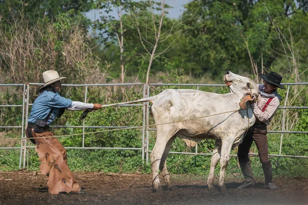 アジアのカウボーイ2人の男性が家畜で牛を捕まえた — ストック写真