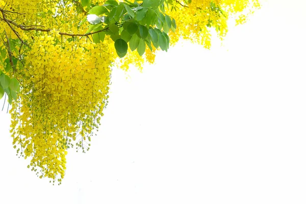 Flores amarillas que son inflorescencia colgando de la floración — Foto de Stock