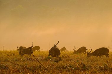 Mulk Kramang Chaiyaphum Eyaleti, Thailan aile günbatımı geyik