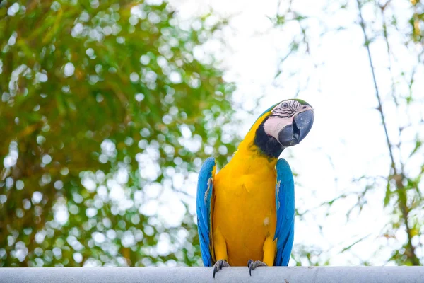 Modrá a žlutá Ara papoušky (Ara ararauna) a bílá obloha — Stock fotografie