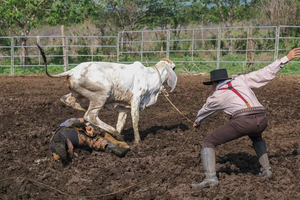 Asian Man Cowboy está pegando um bezerro para ser marcado em um rancho — Fotografia de Stock