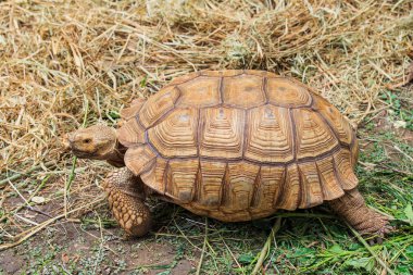 Afrika Mahmuzlu Kaplumbağa yerde kaplumbağa bir tür