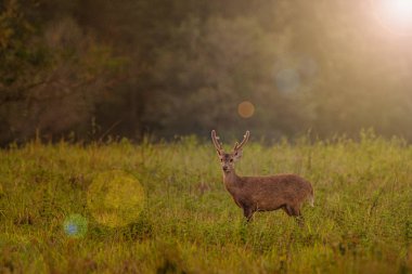 Sunset Deer at Thung Kramang Chaiyaphum Province, Tayland