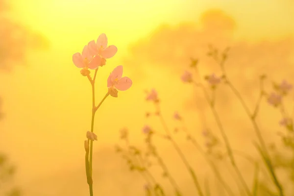 Crested Naga flor pico na chuva E o sol se põe, purp — Fotografia de Stock