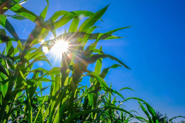 Açık havada mısır tarlası, mavi bulutlu gökyüzü olan mısır ağacı