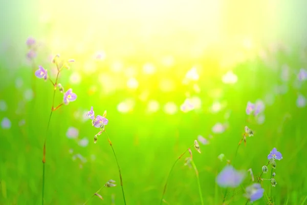 Toppen av Naga blomman i regn och solnedgång, Lila blomma, Mu — Stockfoto