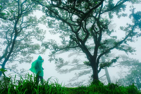 Tourists wear green rain jackets, walk in the foggy rainforest.