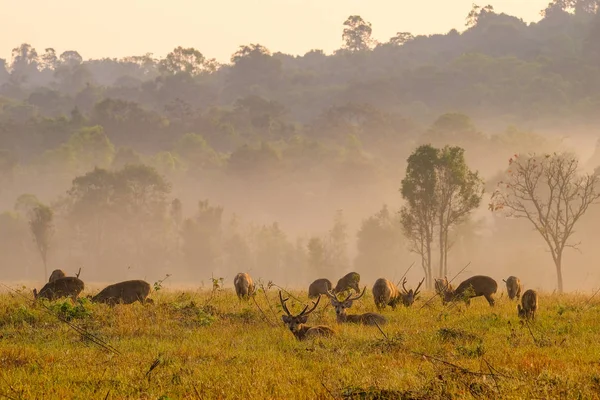 Ciervo Puesta de sol familiar en la provincia de Thung Kramang Chaiyaphum, Tailandia —  Fotos de Stock