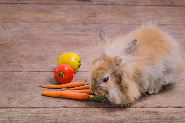 Rabbits on wooden floors, carrots, cucumbers, tomatoes and barre — Stock Photo, Image