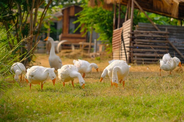 Weiße Enten spazieren im Garten. — Stockfoto